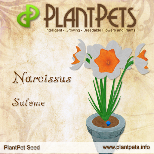 PlantPet Seed [Narcissus *Salome*]