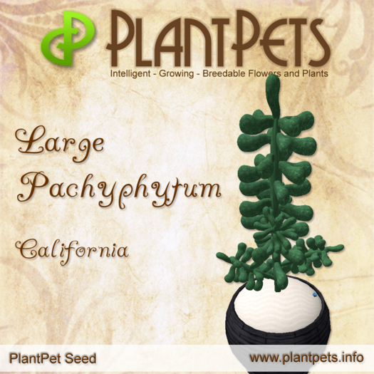 PlantPet Seed [Large Pachyphytum *California*]