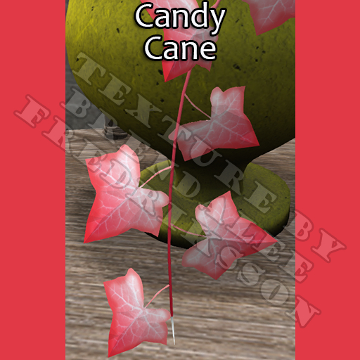 Potted: Ivy Plant Seed: Candy Cane (ACTUAL PLANT SEED)