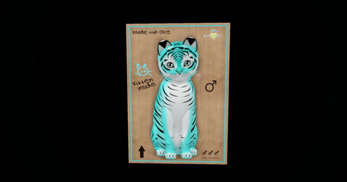 KittyCatS Box - New Born Kitten Tiger! - Turquoise