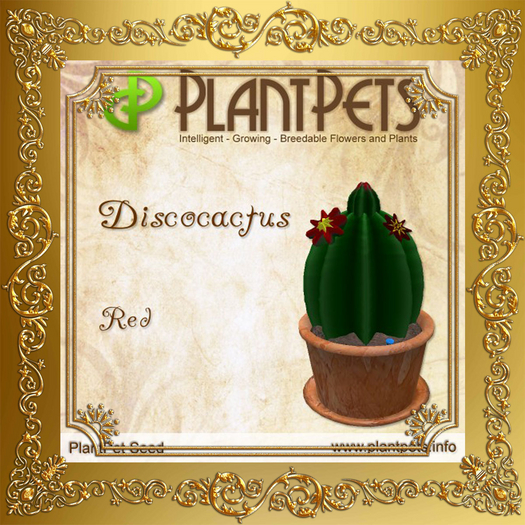 PlantPet Seed [Discocactus *Red*]