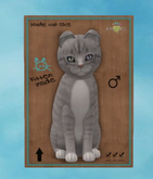 European Shorthair - London Fog - Dream