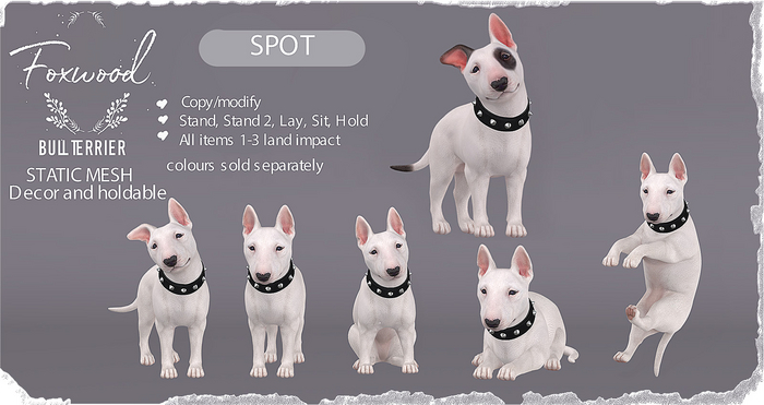 Foxwood - Bull Terrier - Spot