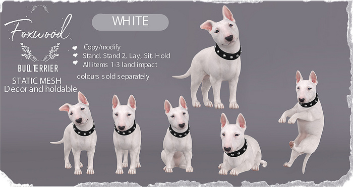 Foxwood - Bull Terrier - White