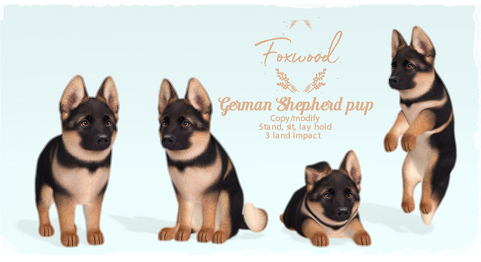 Foxwood - German Shepherd Pup