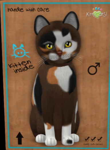 KittyCatS Box - KittyCatS - Genesis - Patch II