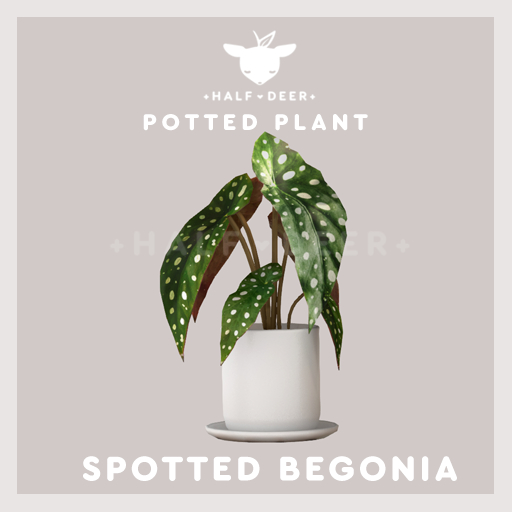 +Half-Deer+ Spotted Begonia