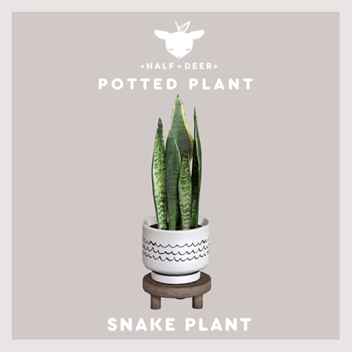 +Half-Deer+ Snake Plant