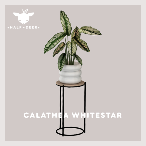 +Half-Deer+ Calathea White Star
