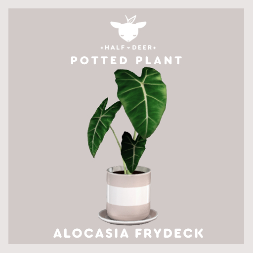 +Half-Deer+ Alocasia Frydeck
