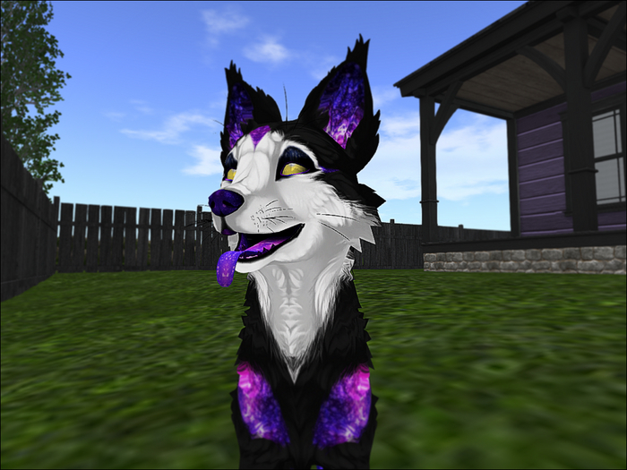 NOODLEMOD - Galax Pupper Purple [BOXED]