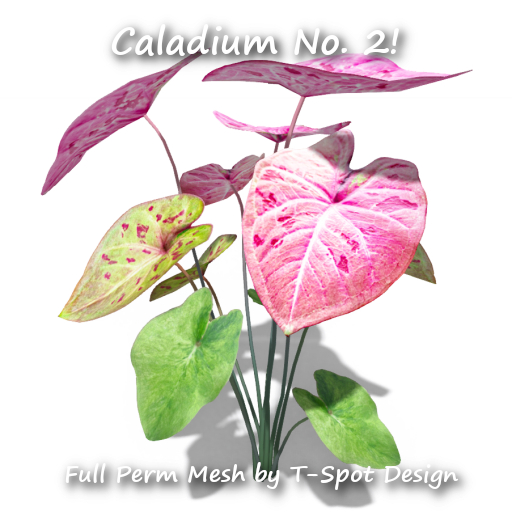 T-Spot Mesh - Caladium No. 2 - FP - LI=1.0