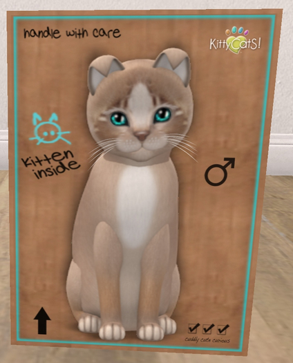 KittyCatS Box - New Born Kitten