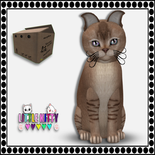 KittyCatS Box - 9T Burmilla - Blue Shaded/Big Vampire M (MP)
