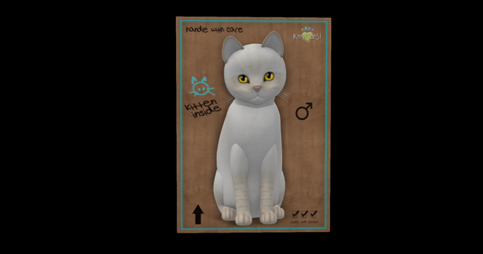 KittyCatS Box - New Born Kitten 4 Balinese  Cream Lynx
