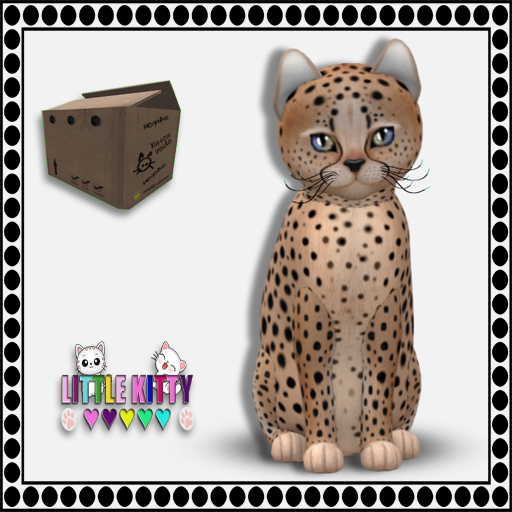 KittyCatS Box - 9T Cheetah! - Au Natural M (MP)