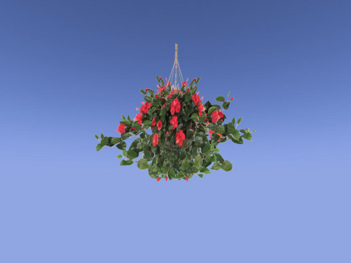 Hibiscus Red in Hanging Basket