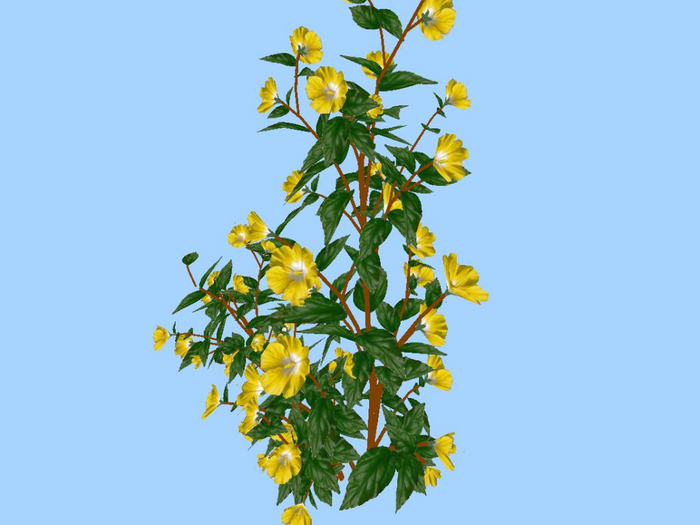 Hibiscus Yellow