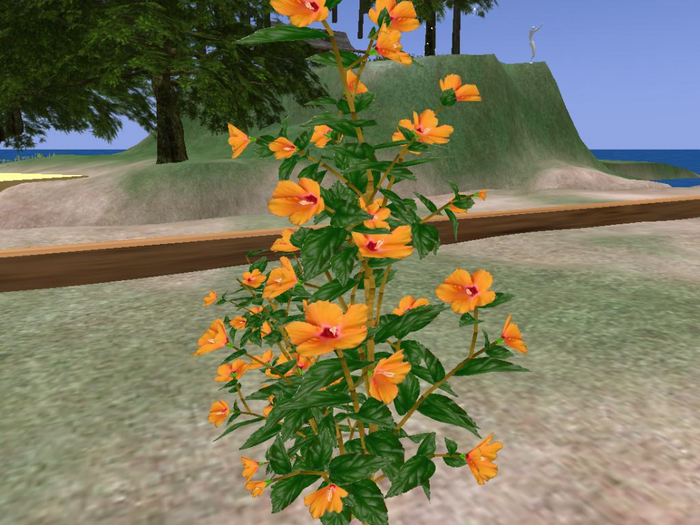 Hibiscus Orange