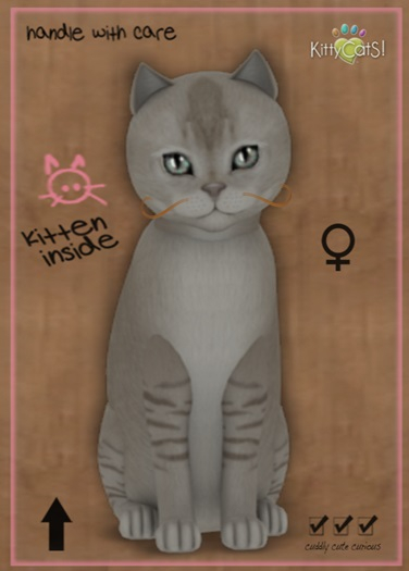MEGAPUSS: KittyCatS Box - Burmilla - Lilac Shaded - MegaPuss