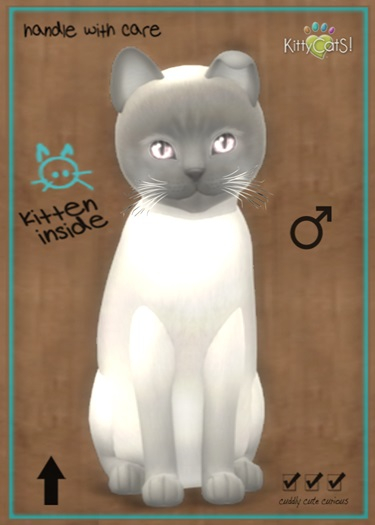MEGAPUSS: KittyCatS Box - Tonkinese - Blue Point - MegaPuss