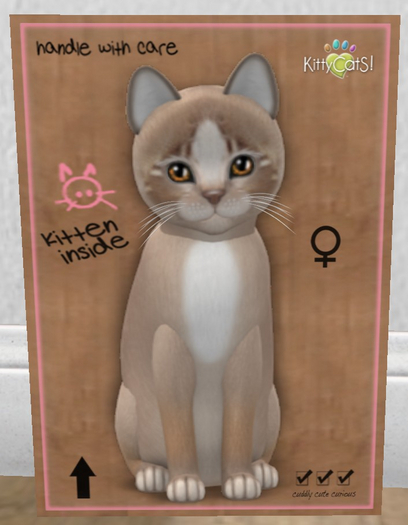 KittyCatS Box - New Born Kitten