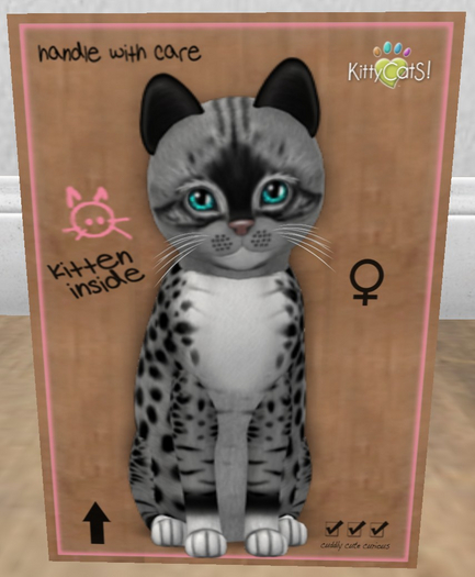 KittyCatS Box - New Born Kitten