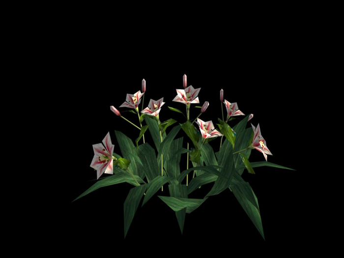 Online Indicator - Tiger Lily Plant (C/M)   