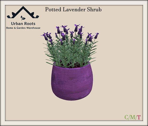 UR Potted Lavender Shrub 