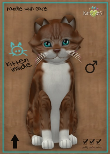 MEGAPUSS FLOOFY: KittyCatS Box - American Shorthair - Red & White Tabby - MegaPuss Floofy