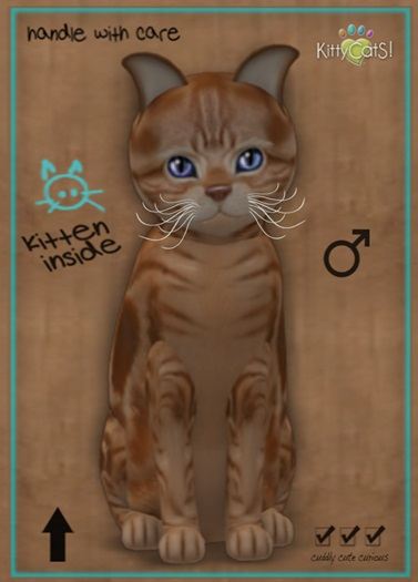 MEGAPUSS: KittyCatS Box - American Shorthair - Red Tabby - MegaPuss