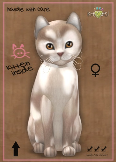 MEGAPUSS: KittyCatS Box - Scottish Shorthair - Brown & White - MegaPuss