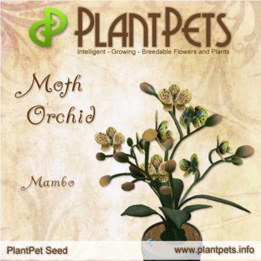 PlantPet Moth Orchid *Mambo*