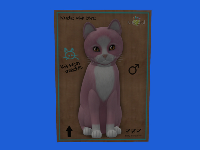 KittyCatS Box - New Born Kitten