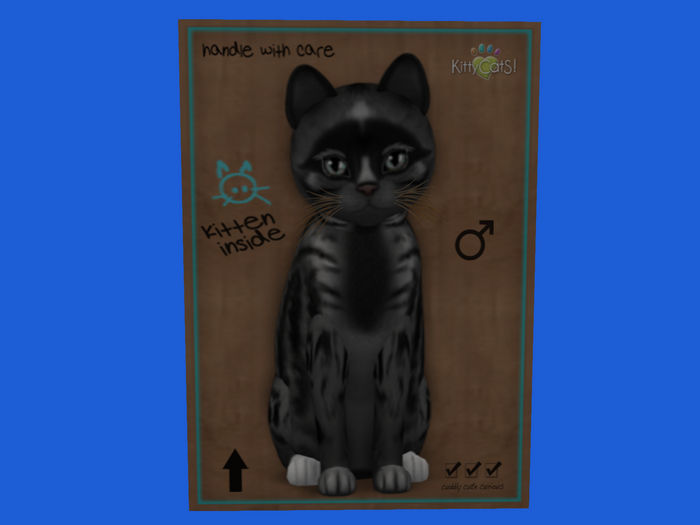 KittyCatS Box - New Born Kitten