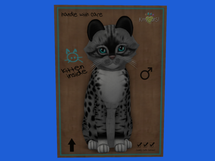 KittyCatS Box - New Born Kitten