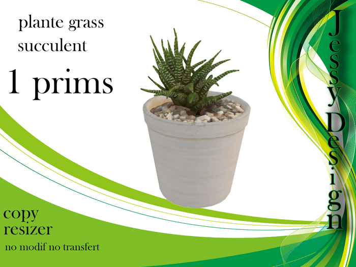 --vendor--succulent en pot