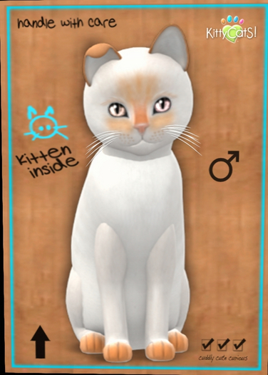 KittyCatS - Siamese - Flame