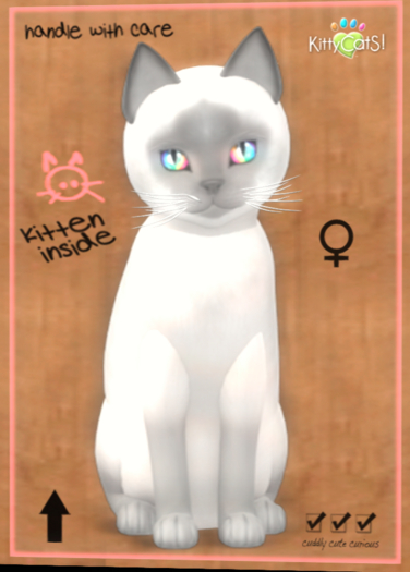 KittyCatS - Siamese - Lilac