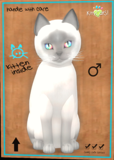 KittyCatS - Siamese - Lilac