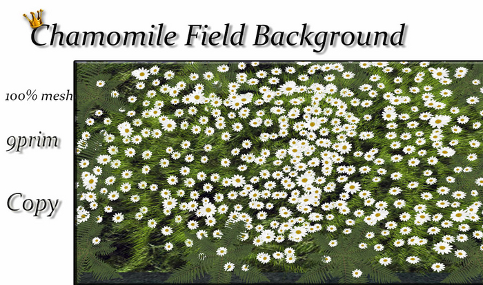 Chamomile field background (Backdrop)