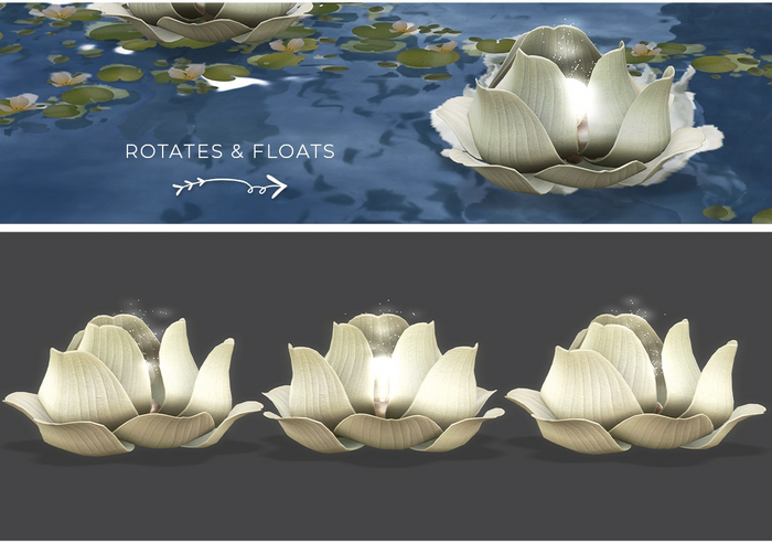 Dahlia - Lotus Lantern - Cream