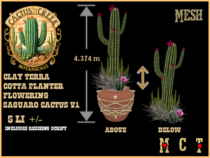 Clay Terra Cotta Planter Flowering Saguaro Cactus v1