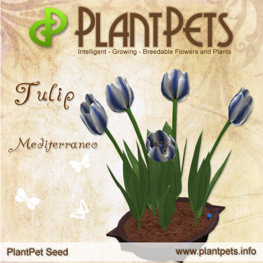 PlantPet Tulip *Mediterraneo*