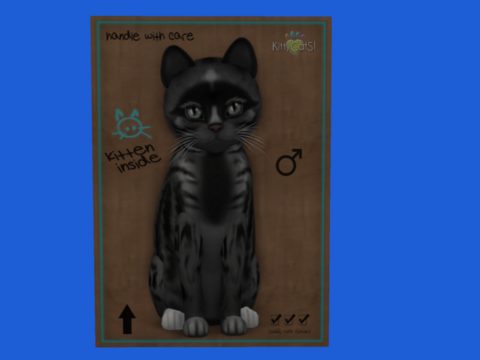 KittyCatS Box - New Born Kitten