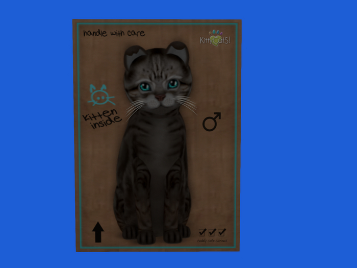 KittyCatS Box - New Born Kitten
