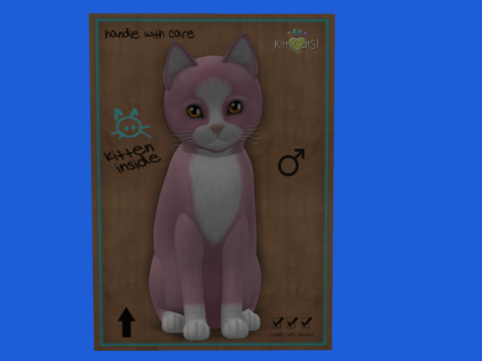KittyCatS Box - New Born Kitten