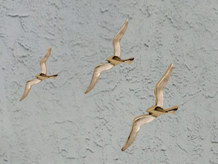 Avon seagulls