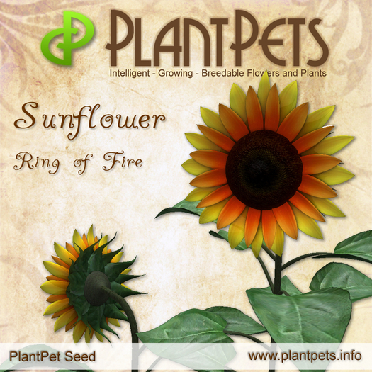 PlantPet Seed [Sunflower *Ring of Fire*]