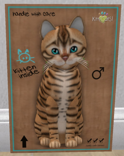 KittyCatS Box - New Born Kitten